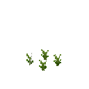 Growing anise