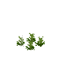 Growing anise