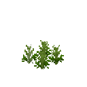 Growing anise