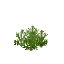 Growing anise