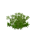 Growing anise
