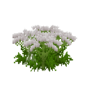 Growing anise