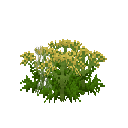 Mature anise