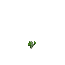 Growing bear leek