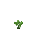 Growing bear leek