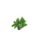 Growing bear leek