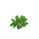 Growing bear leek