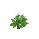 Growing bear leek