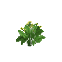 Mature bear leek