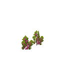 Growing beetroot