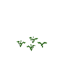 Growing black cumin