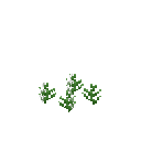 Growing black cumin