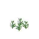 Growing black cumin