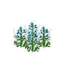 Growing black cumin