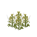 Mature black cumin