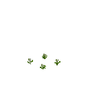 Growing chervil