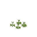 Growing chervil