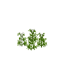 Growing chervil
