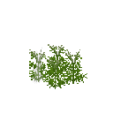 Growing chervil