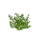 Growing chervil