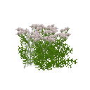 Growing chervil