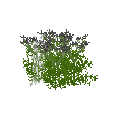 Mature chervil