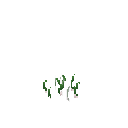 Growing chives