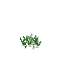 Growing chives