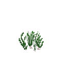 Growing chives