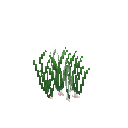 Growing chives