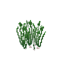 Growing chives