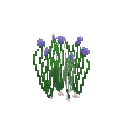 Mature chives