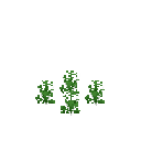 Growing cress