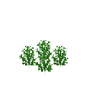 Growing cress