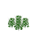 Growing cress