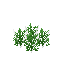 Mature cress