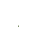 Growing cucumber