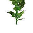 Growing cucumber