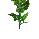 Growing cucumber