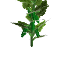 Mature cucumber