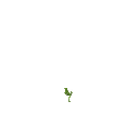 Growing cucumber