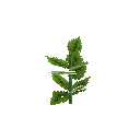 Growing cucumber