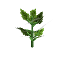 Growing cucumber