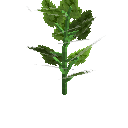 Growing cucumber