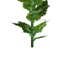 Growing cucumber