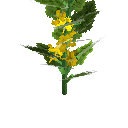 Growing cucumber