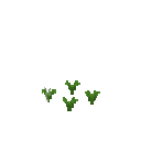 Growing eruca