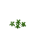 Growing eruca