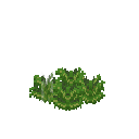 Growing eruca