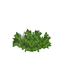 Growing eruca